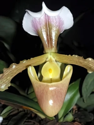 Bild von Paphiopedilum barbigerum 3